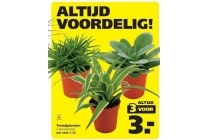 trendplanten