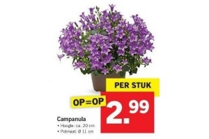 campanula