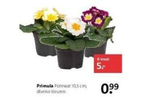 primula