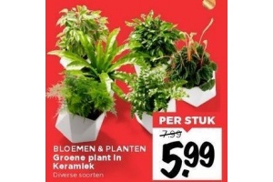 bloemen en planten groene plant in keramiek