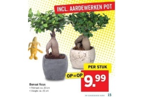 bonsai ficus