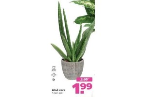 aloe vera