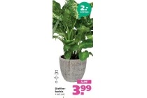 dieffenbachia