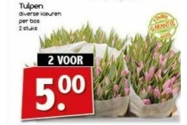 tulpen