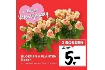 bloemen en planten rozen