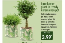 luxe kamerplant in trendy keramieken pot