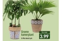 groene kamerplant