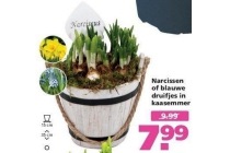 narcissen of blauwe druifjes in kaasemmer