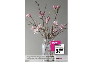 magnoliatakken