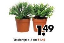 vetplantje