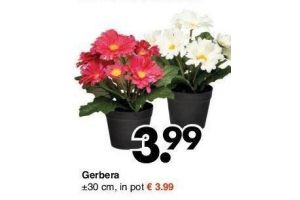 gerbera