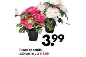 pioen of dahlia