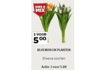 bloemen en planten