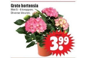 grote hortensia