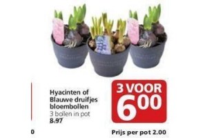 hyacinten of blauwe druifjes bloembollen