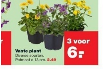 vaste plant