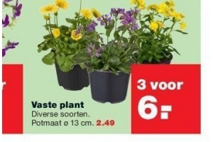 vaste plant