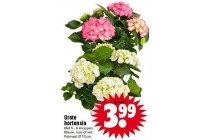 grote hortensia