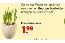 ei met narcissen