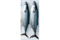 bonito