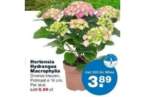 hortensia hydrangea macropylia
