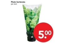 pluim hortensia