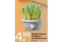 spar blauwe druifjes in cementlook pot