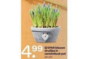 spar blauwe druifjes in cementlook pot