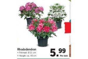 rhododendron