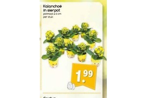 kalanchoe in sierpot