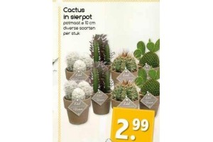 cactus in sierpot