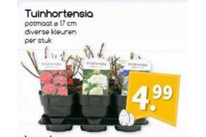 tuinhortensia