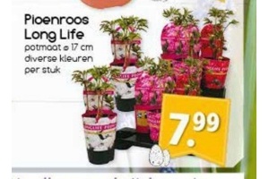 pioenroos long life