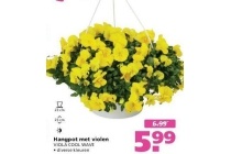 hangpot met violen