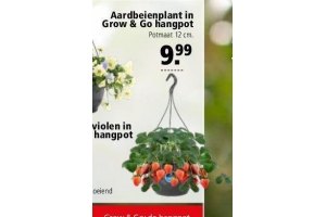 aardbeienplant in grow en go hangpot