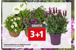 voorjaarsbloeiers en vlinderlavendel