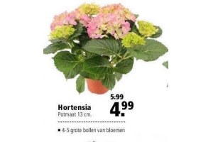 hortensia