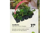 aardbeien