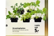 groenteplanten