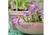 pleione tuinorchidee