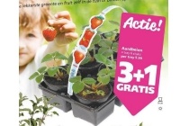 aardbeien tray