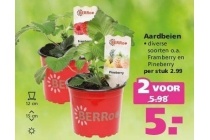 aardbeien