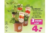 aardbeien