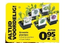 groente plantjes