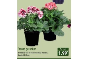 franse geranium