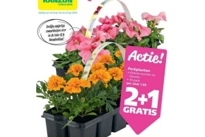 perkplanten 2 1 per stuk eur1 89