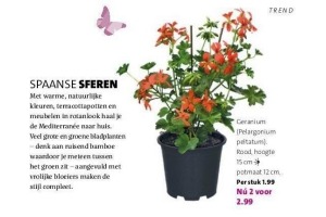 geranium