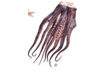 pulpo tentakels