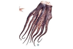 pulpo tentakels