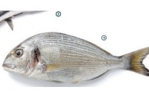 doradine